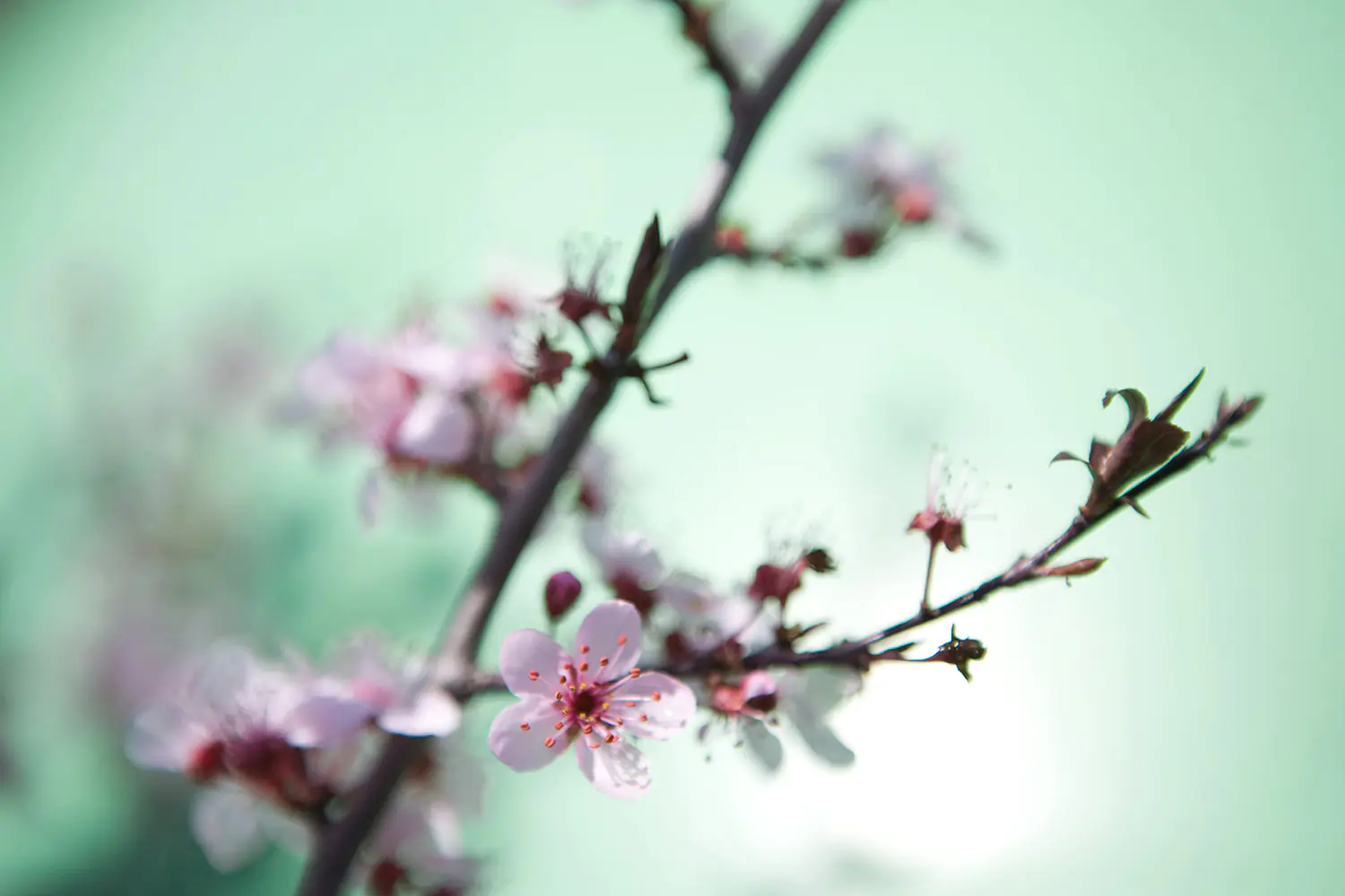 Fototapet Beautiful Japanese Cherry Blossom