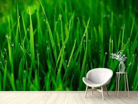 Wall Mural Photo Wallpaper Grass With Morning Dew