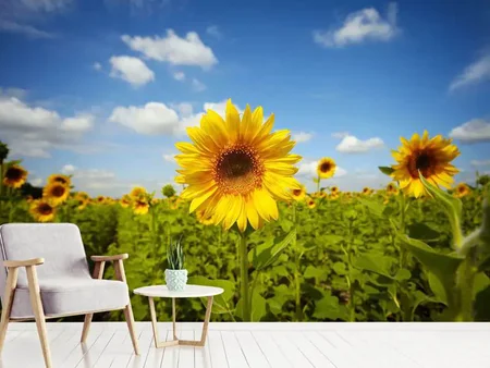 Valokuvatapetti Summer Sunflowers