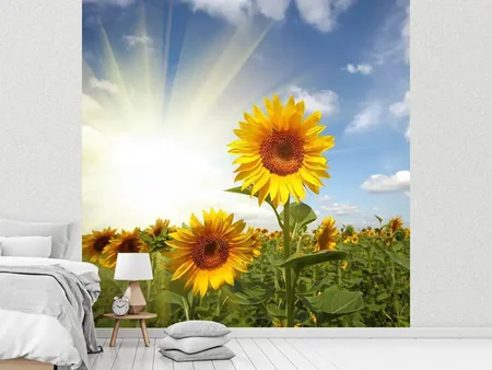Fototapete Sonnenblumen im Sonnenlicht