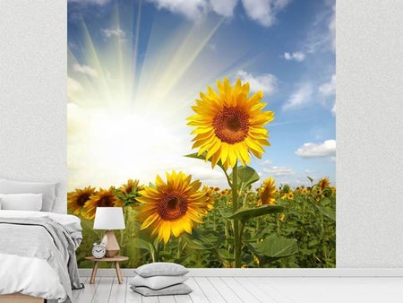 Wall Mural Photo Wallpaper Sunflower In Sunlight