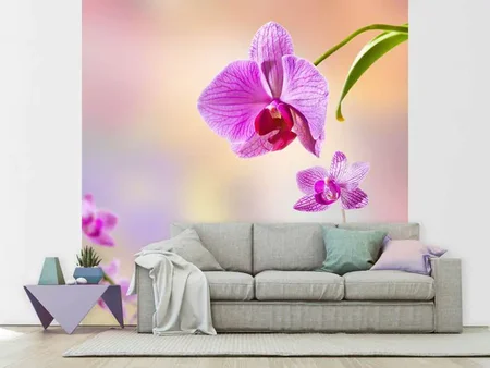 Wall Mural Photo Wallpaper Romantic Orchids