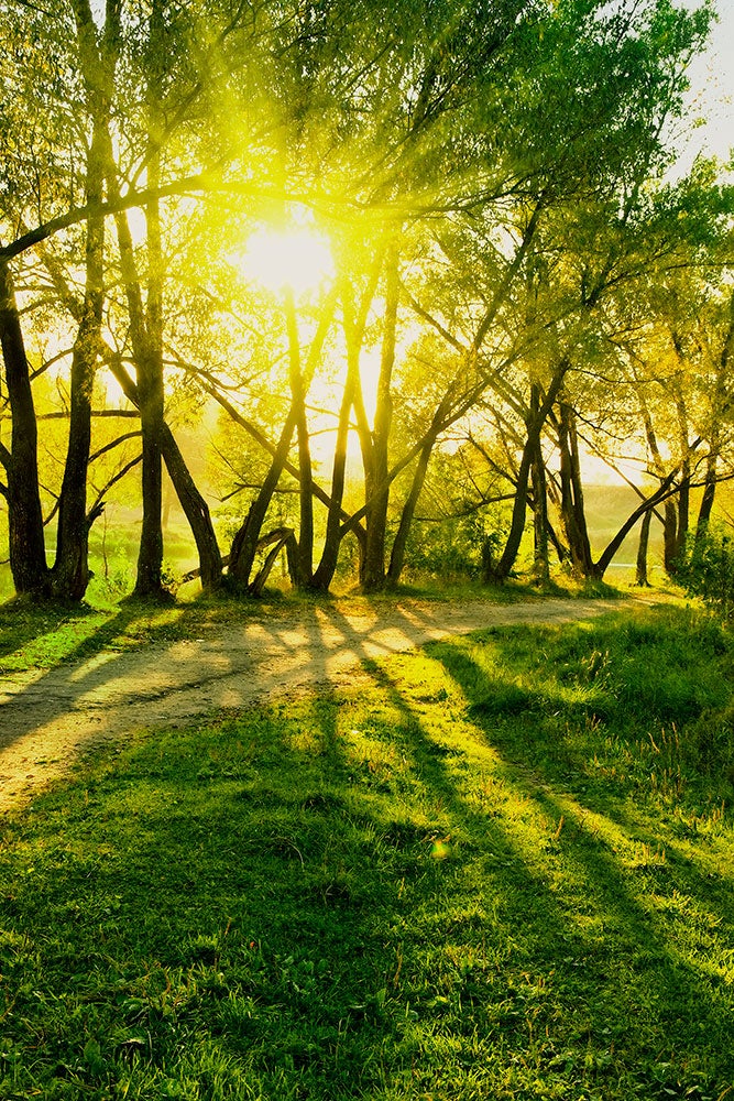 Fototapet Forest Path In Sunlight