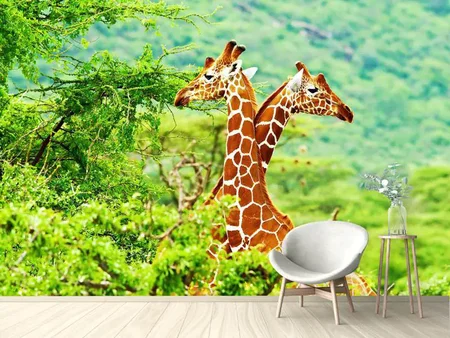 Papier peint photo Amour de girafes
