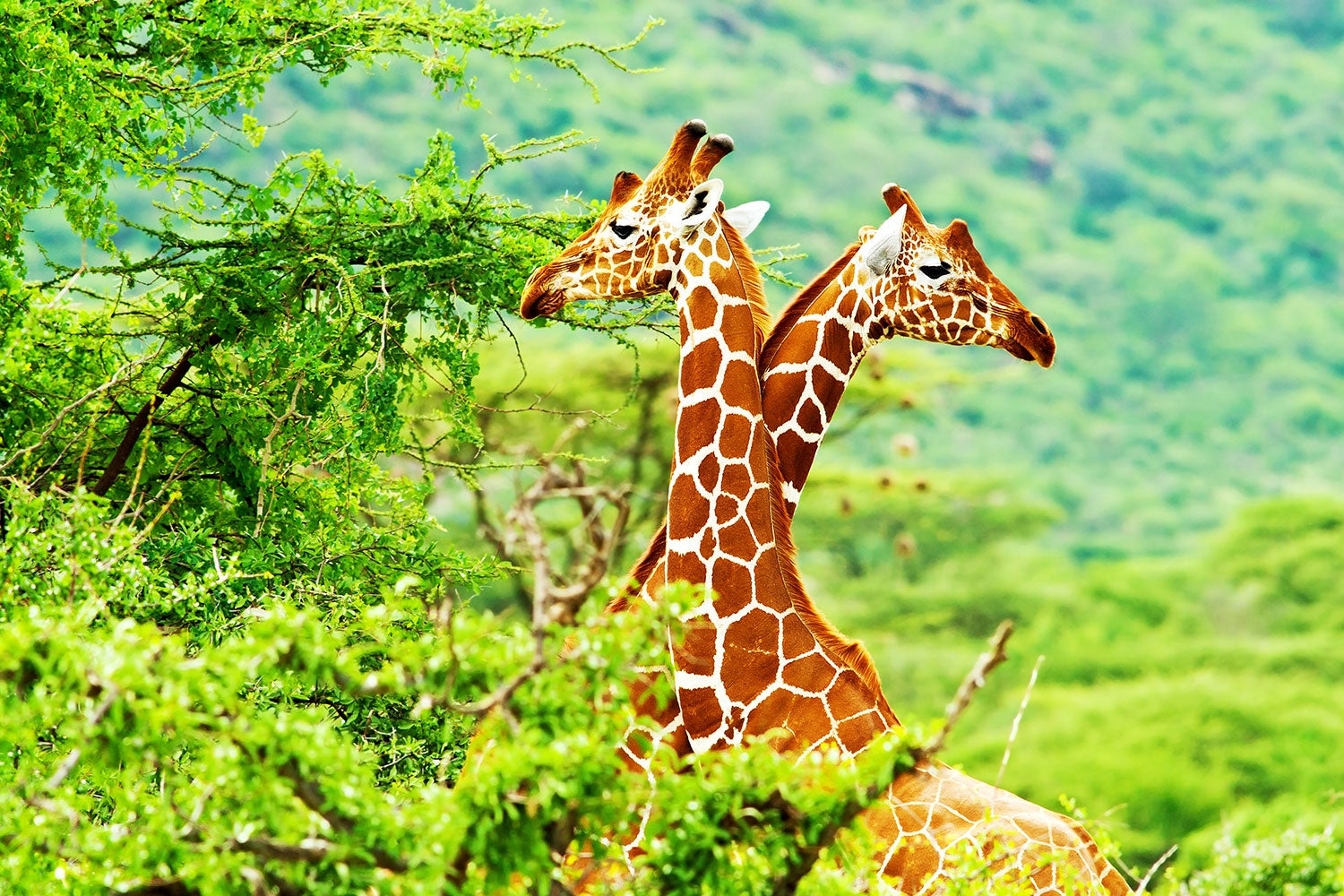 Fototapet Giraffes Love