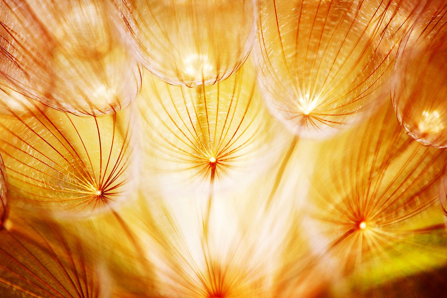 Fototapet Close Up Dandelion In Light