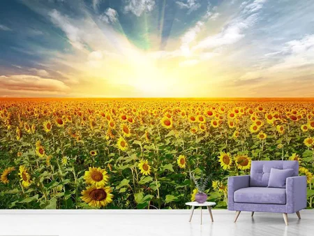 Fototapete Ein Feld voller Sonnenblumen