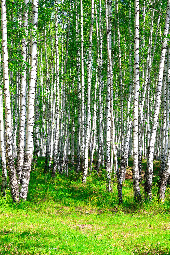 Fotobehang The Birch Forest In Summer