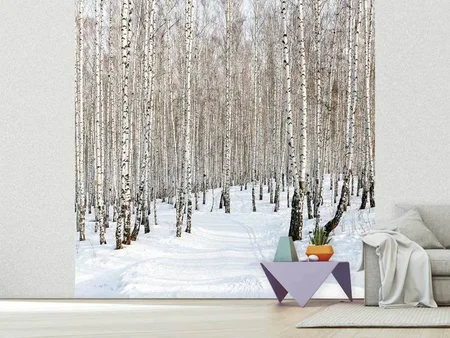 Papier peint photo Traces dans la neige dans la forêt de bouleaux