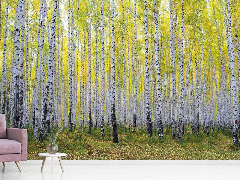 Fototapet Autumnal Birch Forest