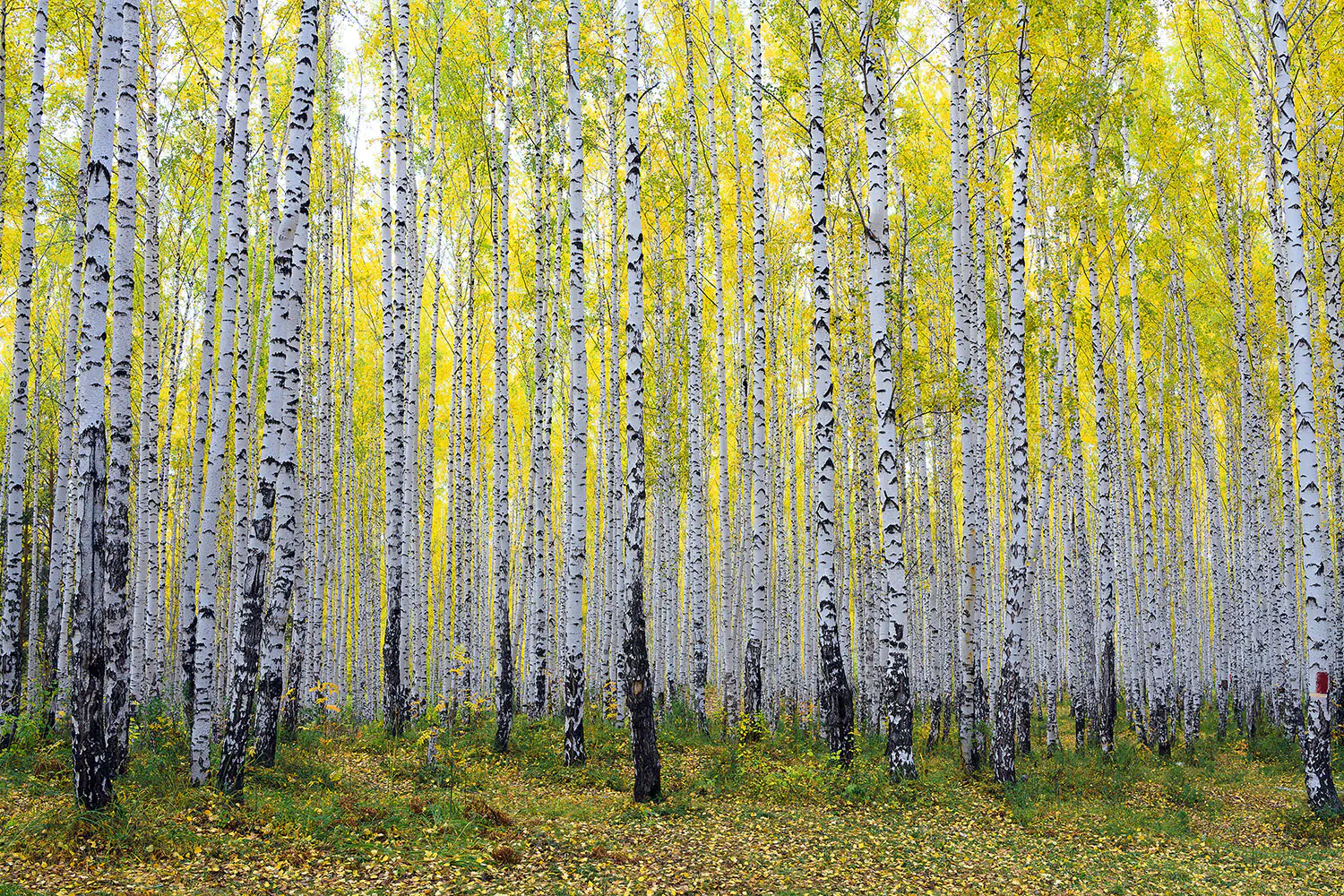 Valokuvatapetti Autumnal Birch Forest
