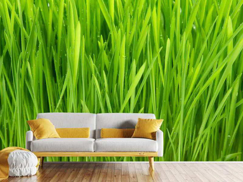 Wall Mural Photo Wallpaper Grass In Morning Dew