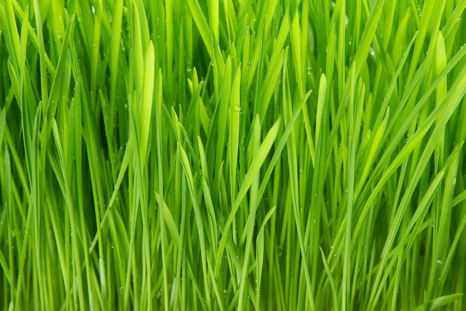Valokuvatapetti Grass In Morning Dew