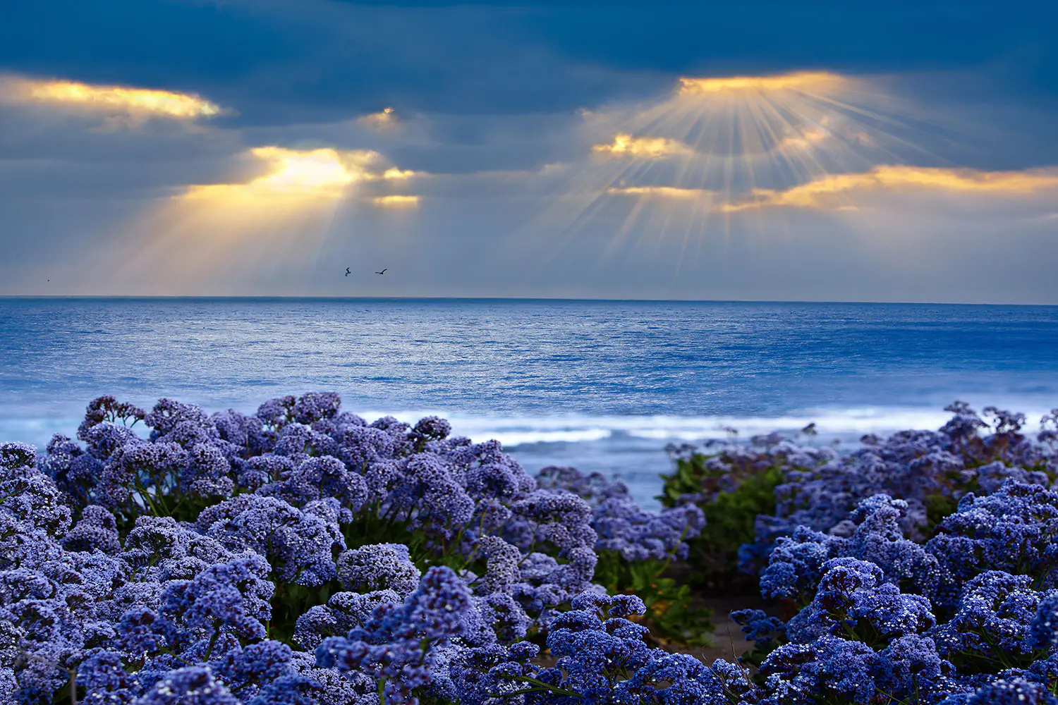 Valokuvatapetti Lavender And Sea