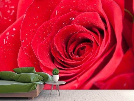 Fototapet Red Rose In Morning Dew