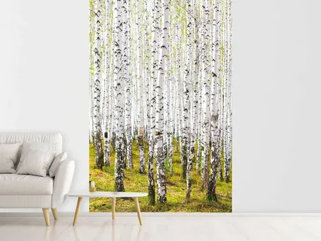 Fotobehang The Birch Forest In The Spring