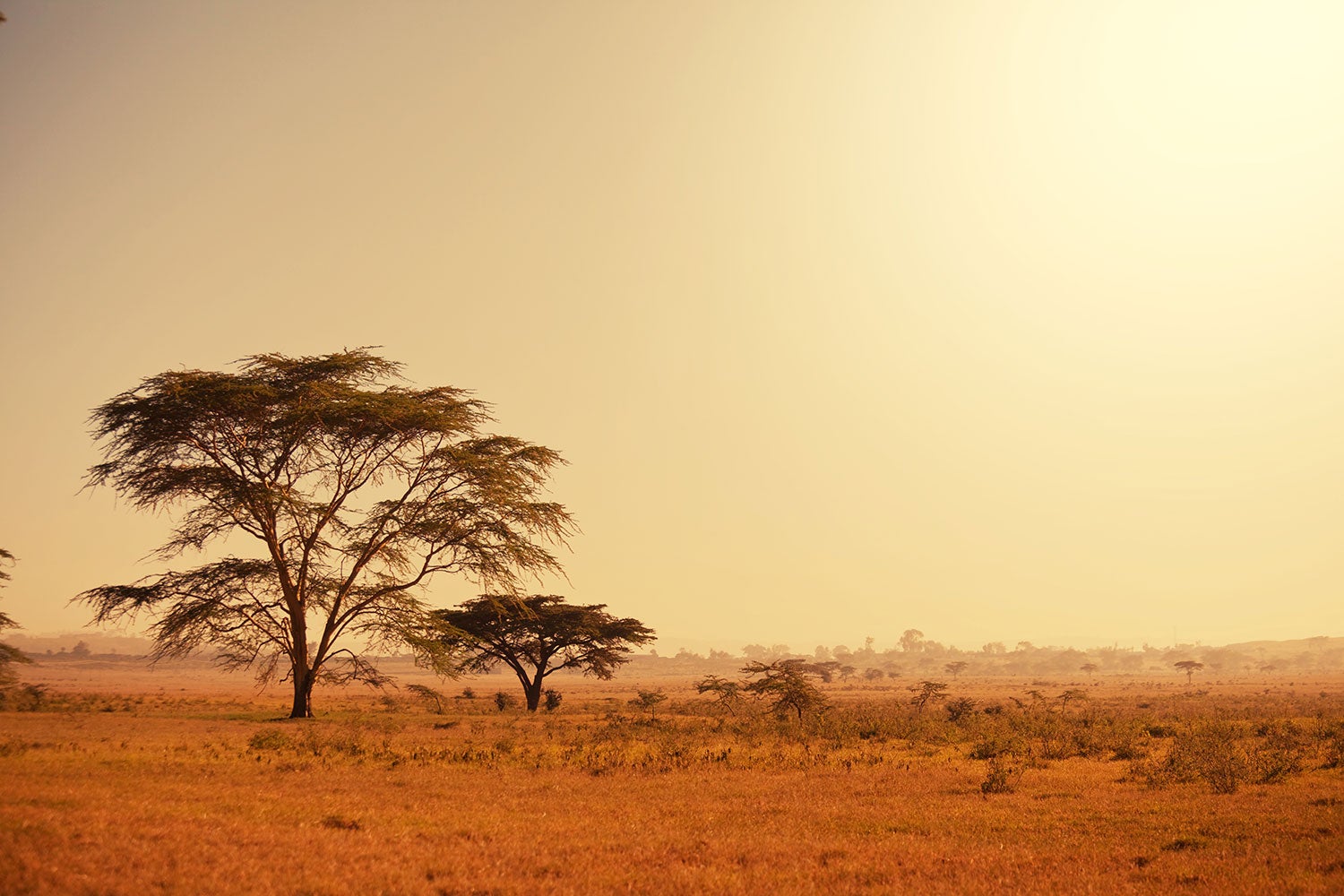 Fototapet Pastures In Kenya