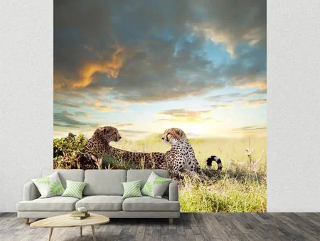 Wall Mural Photo Wallpaper Cheetahs