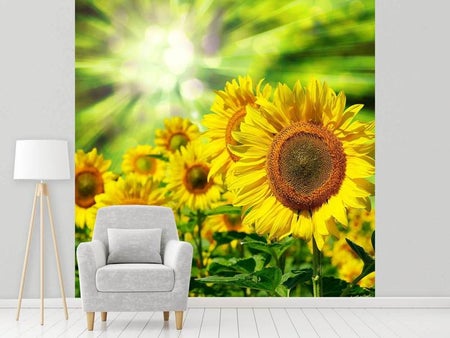 Papier peint photo Le soleil et les fleurs