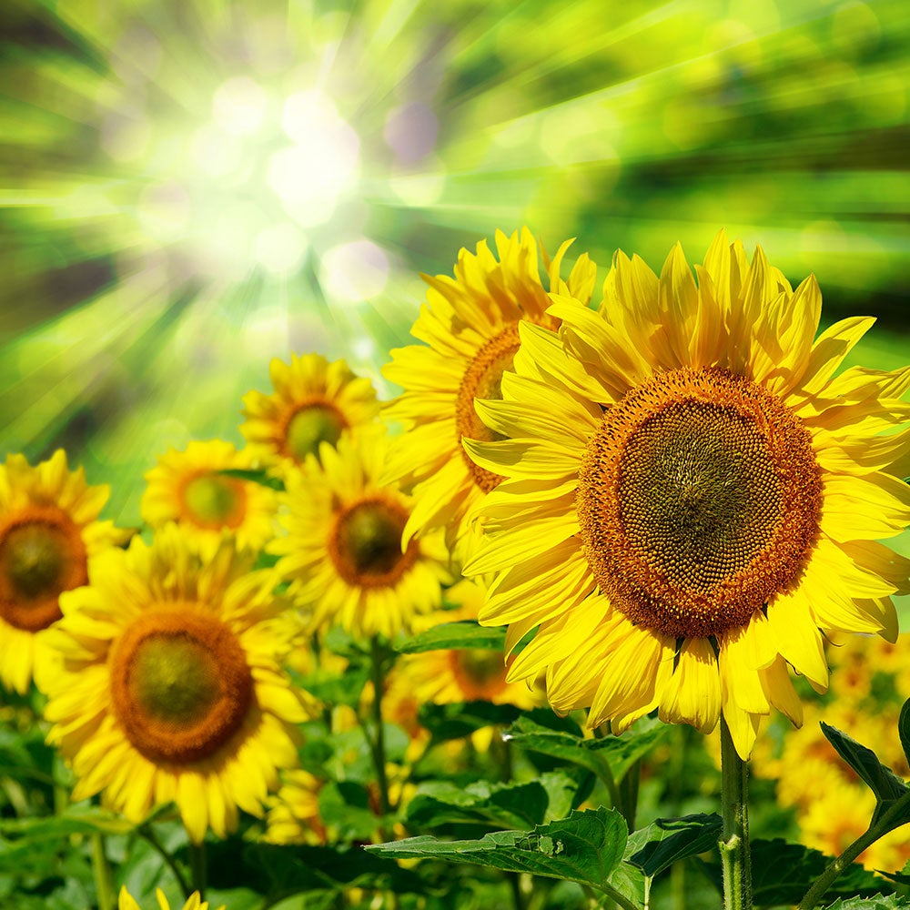 Valokuvatapetti The Sun And The Flowers