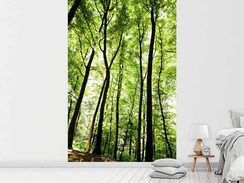 Wall Mural Photo Wallpaper Forest
