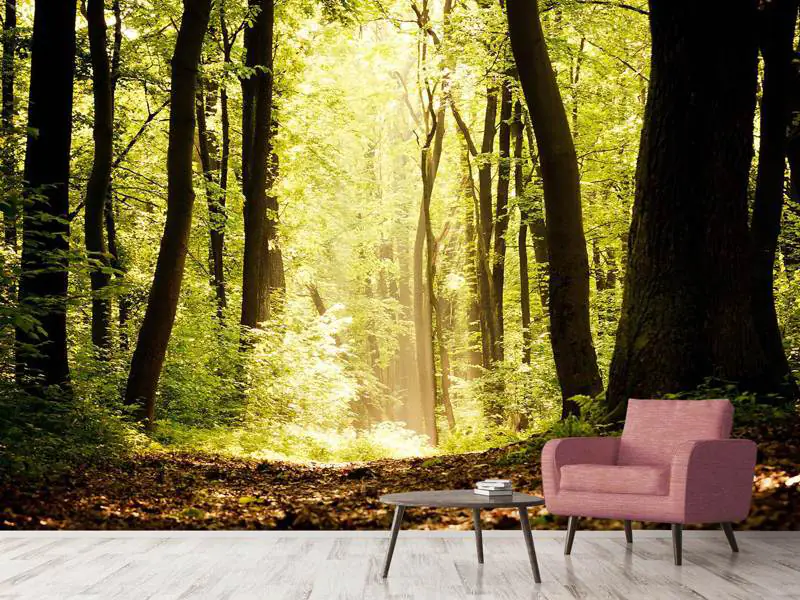Wall Mural Photo Wallpaper Sunrise In The Forest