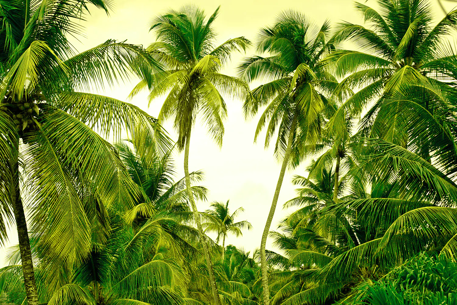 Пальмовые заросли