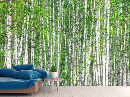 Wall Mural Photo Wallpaper The Birch Forest