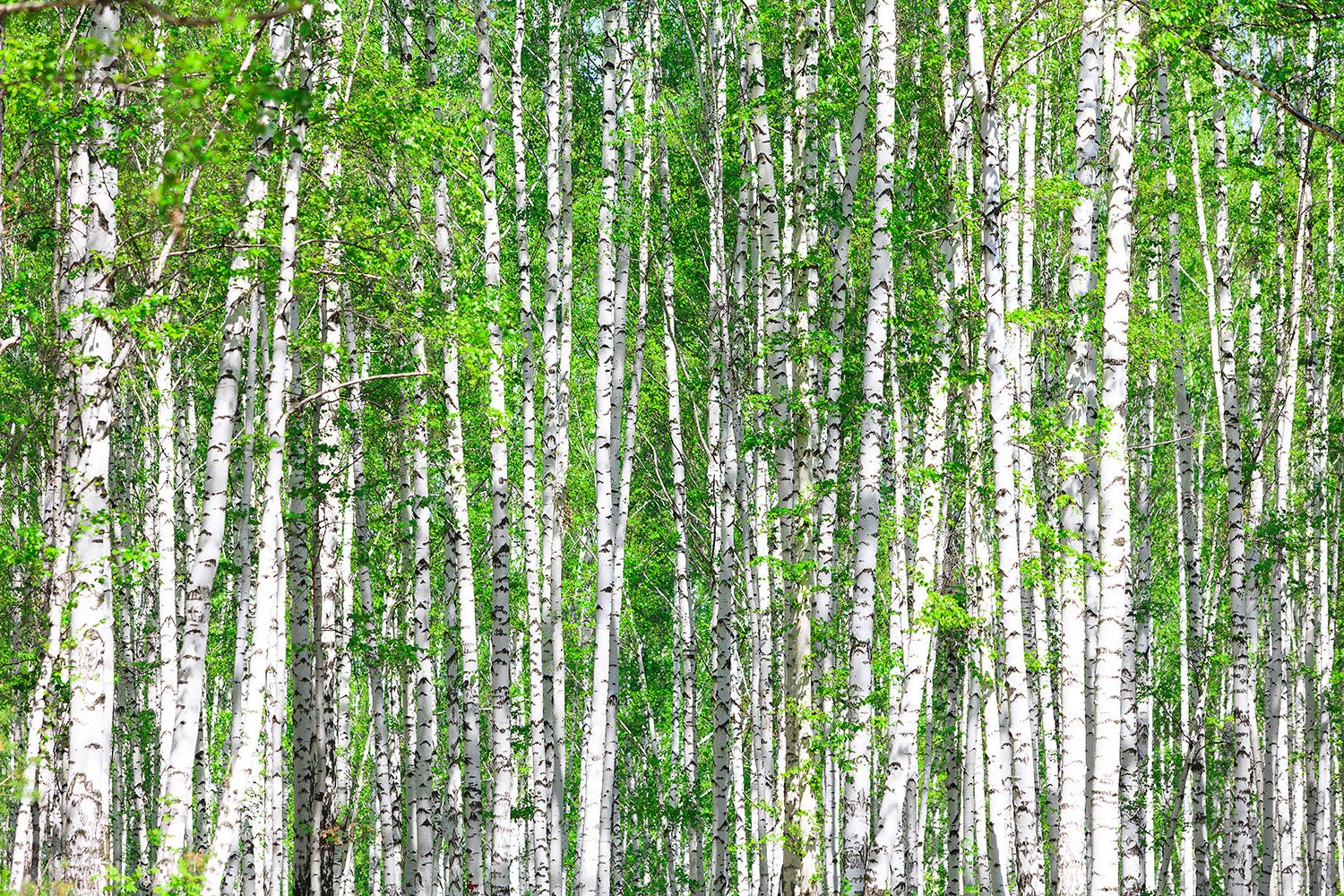 Fototapet The Birch Forest