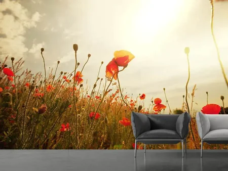 Wall Mural Photo Wallpaper The Poppy Field At Sunrise