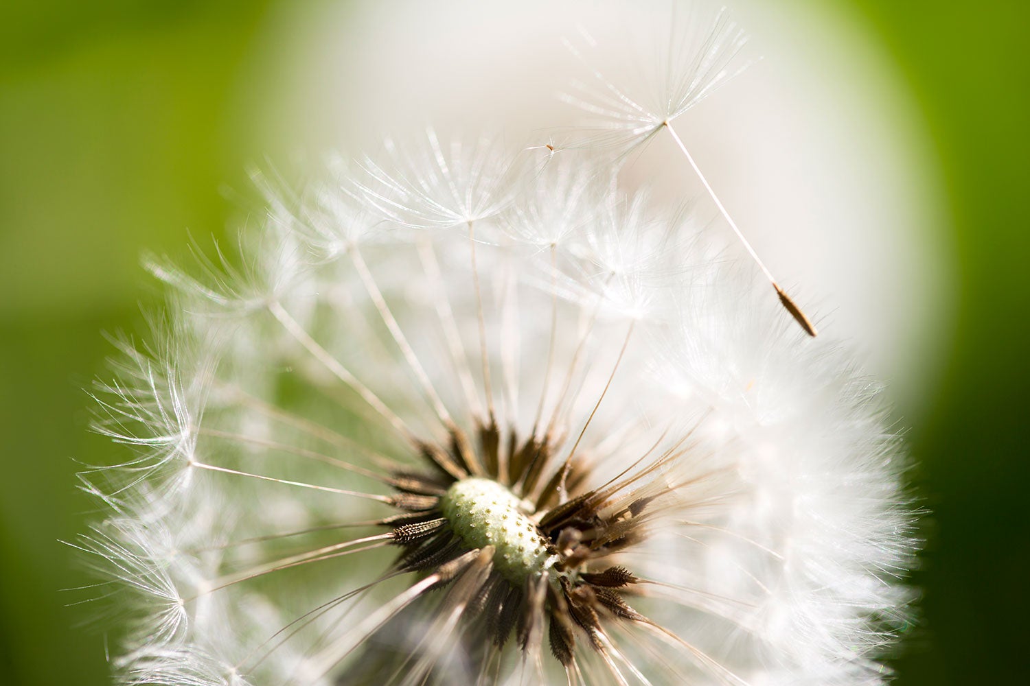 Fototapete Pusteblume Löwenzahn - Jetzt Online Bestellen!