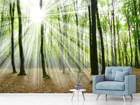 Wall Mural Photo Wallpaper Magic Light In The Trees