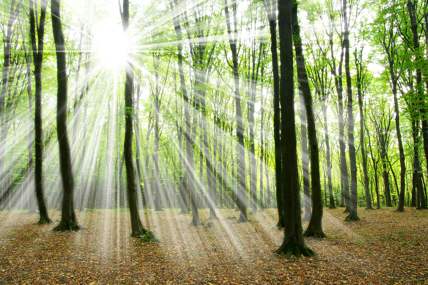 Fototapet Magic Light In The Trees