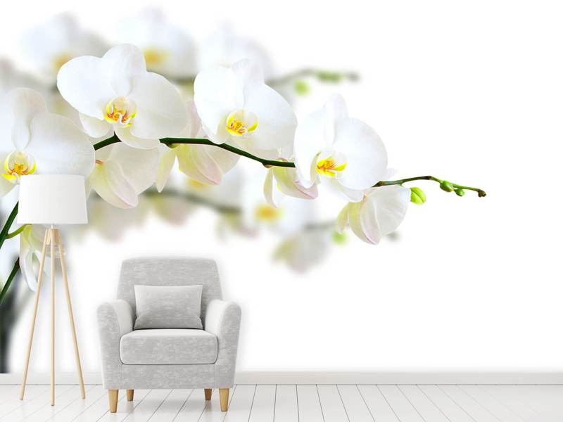 Papier peint photo Orchidées blanches