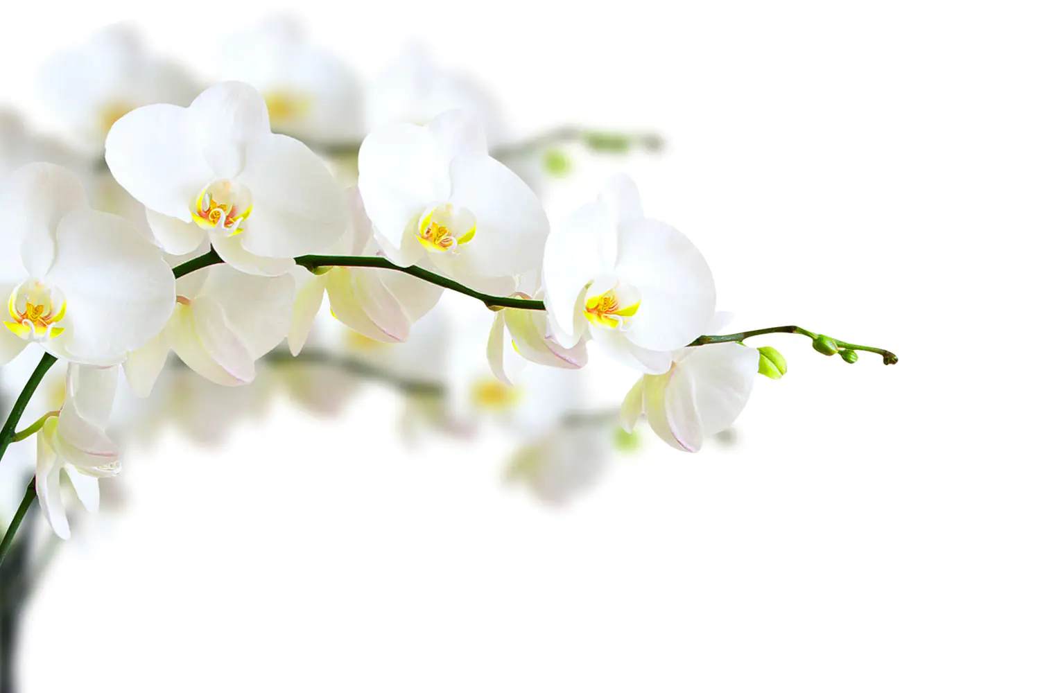 Wall Mural Photo Wallpaper White Orchids