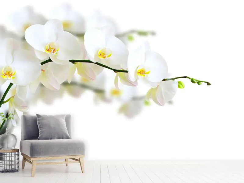 Wall Mural Photo Wallpaper White Orchids