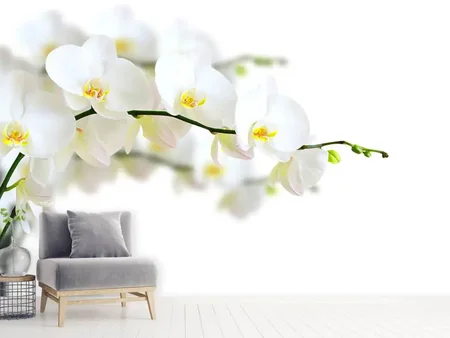 Valokuvatapetti White Orchids