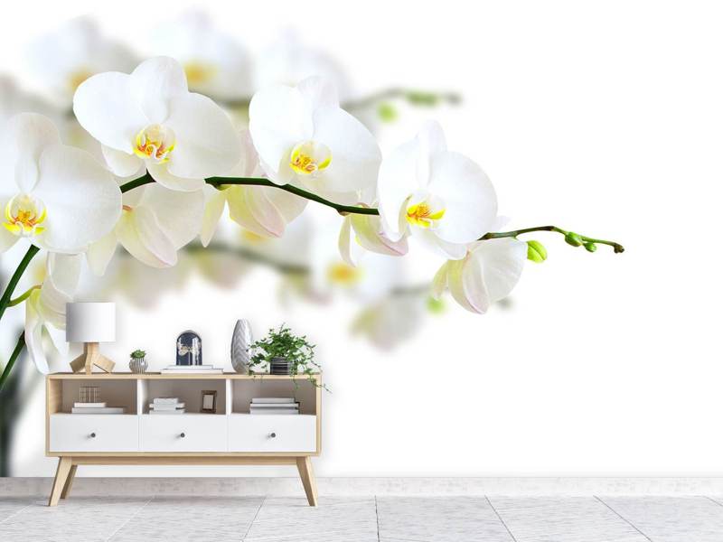 Valokuvatapetti White Orchids