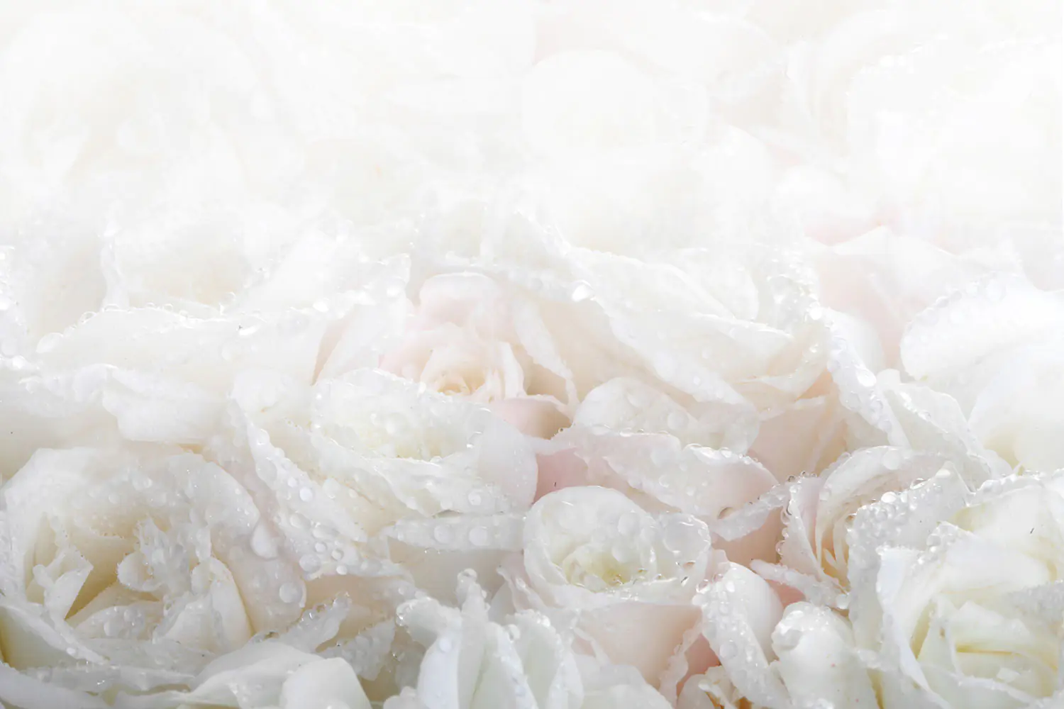 Papier peint photo Roses blanches dans la rosée du matin