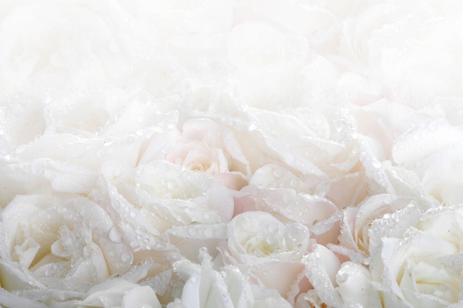 Valokuvatapetti White Roses In The Morning Dew