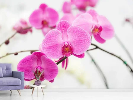 Fototapete Das Symbol der Orchidee