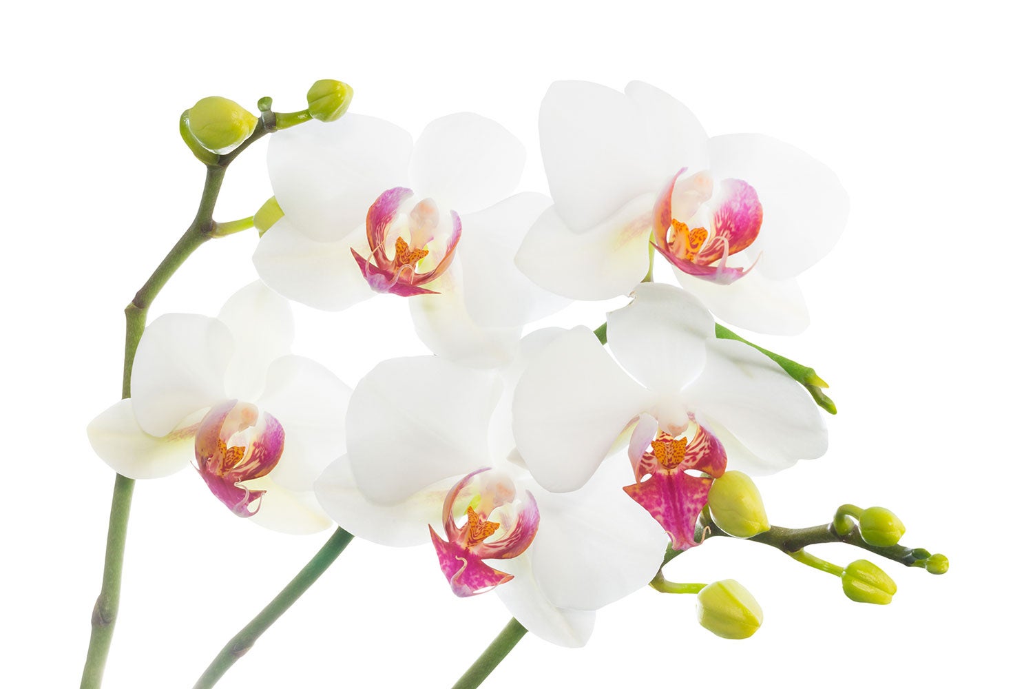 Wall Mural Photo Wallpaper Orchids Love
