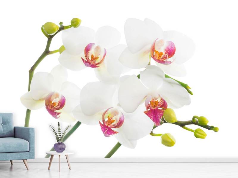 Wall Mural Photo Wallpaper Orchids Love