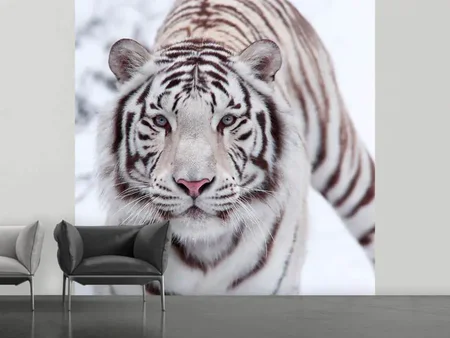 Papier peint photo Le tigre roi