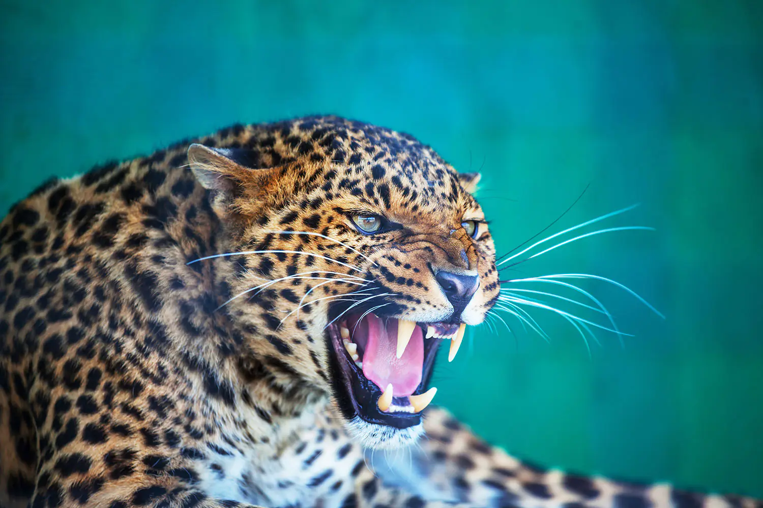 Fototapete Achtung Leopard