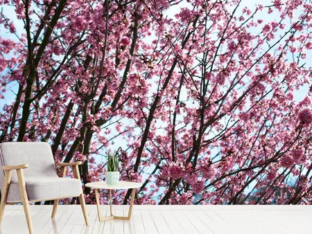 Papier peint photo Fleurs de cerisier japonais