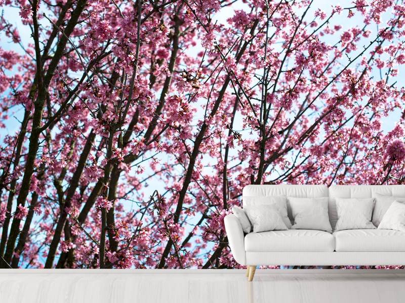 Wall Mural Photo Wallpaper Japanese Cherry Blossom