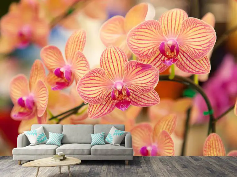 Fotomural Orquídeas exóticas