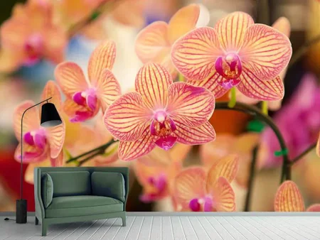 Wall Mural Photo Wallpaper Exotic Orchids