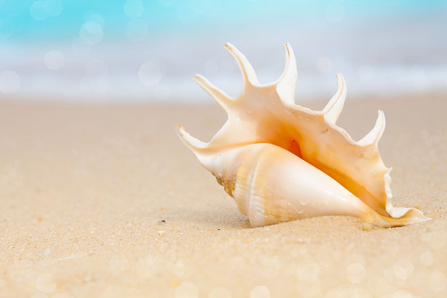 Wall Mural Photo Wallpaper The Shell On The Beach